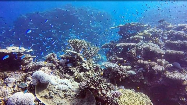 Day Trip to the Great Barrier Reef